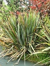 Phormium Flax Mess