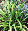 Phormium Hebe