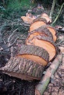 Pine Tree Logs