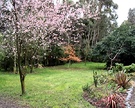 Pink Blossom Lawn