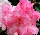 Pink Flower Rhododendron