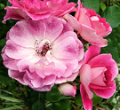 Pink Iceberg Rose