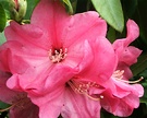 Pink New Rhododendron