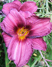 Pink Purple Daylily