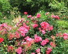 Pink Rose Bush