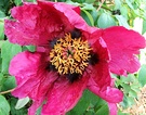 Pink Tree Peony