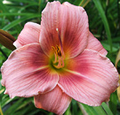 Pinky Peach Daylily