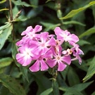 Plants Bad Purple Phlox