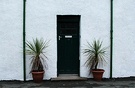 Plockton Pot Cordyline