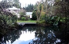 Pond Reflection Flax