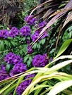 Purple Rhododendron Flax