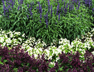 Purple Salvia Bedding