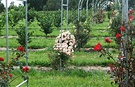 Red Archway Roses