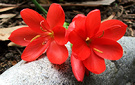 Red Autumn Lily