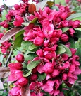 Red Crab Apple Blossom