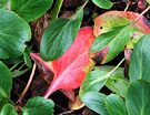 Red Leaf Bergenia