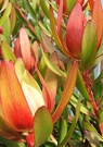 Red Leucadendron Leaves