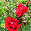 Red Rose Buds