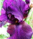 Regal Purple Iris