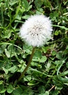 Repetition Garden Dandelion