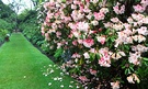 Rhododendron Dunedin Gardens