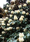 Rhododendron Large Cream