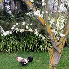 Rooster Plum Blossom