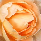 Rose Apricot Flowers