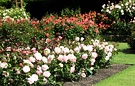 Rose Beds