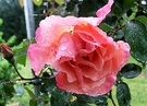 Rose Raindrop Meg