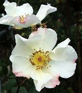 Rose Single Sparieshoop