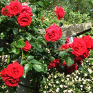 Roses Santanas Red