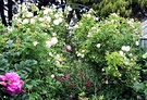 Rugosa Archway Wattle