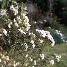 Sales Garden Iceberg Roses