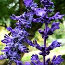 Salvia Blue Bedder