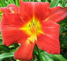 Scarlet Daylily1