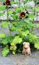 Seeders Hollyhock Pig