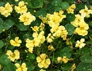 Seeders Nasturtiums