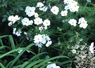 Seeders White Cosmos Flowers