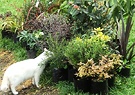 Shrubs Cat White