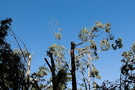 Sky Gum Tree