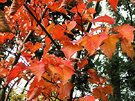 Snake Bark Maple