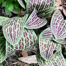 Species Tulip Leaves