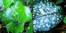 Stripes Pulmonaria Ligularia Spots