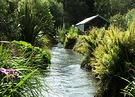 Sunny Water Fern