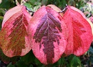 Three Dogwood Leaves