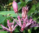 Toad Flower Lily