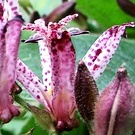 Toad Lily Flowers