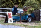 Trailor Garden Plant Sale Wide