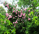 Tree Climbing Rose